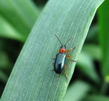 ОНА СЕЙЧАС НА ПОЛЯХ