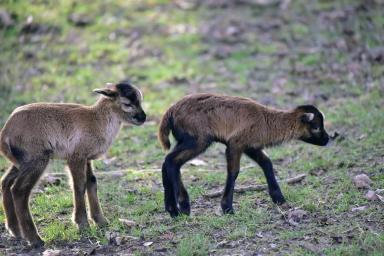 Камерунская порода овец