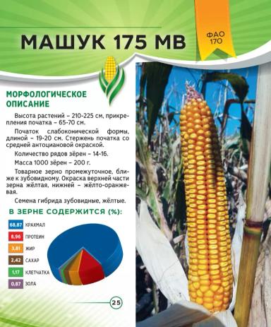 Машук 175 МВ