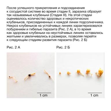 🌻 Механизм сопротивления к заразихе