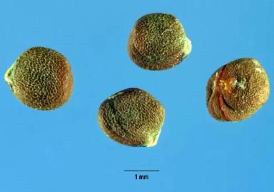 Редька дикая