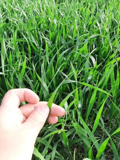 Агромониторинг