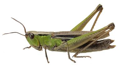 Белополосая кобылка