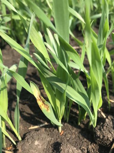 Сетка на всходах ярового ячменя.