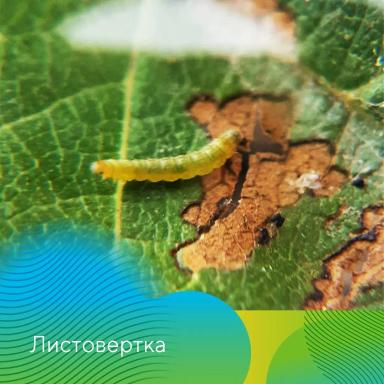 Защита садов от вредителей весной