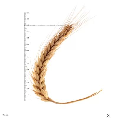 Алмаз сорт тритикале озимой