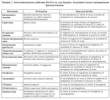 Борьба с болезнями томата с помощью Bacillus spp. Часть 1