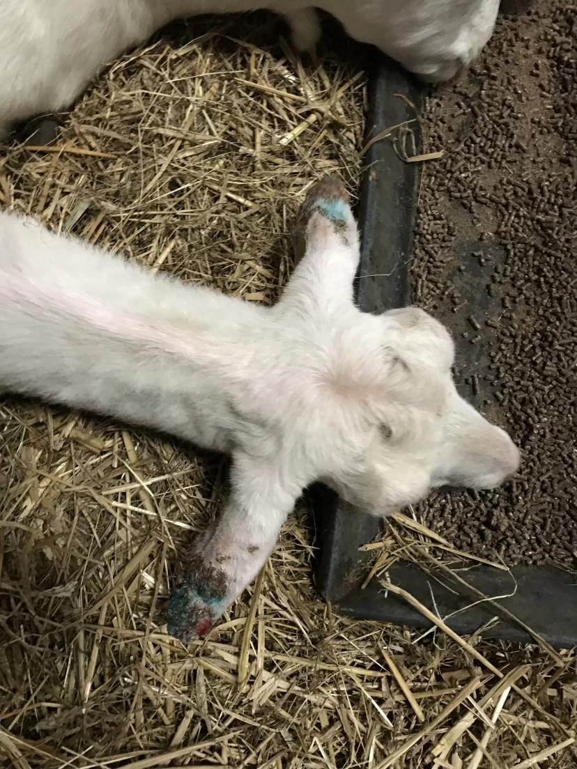 Ушная эктима. Кто-нибудь встречался с такой в России?  Фото сделаны на