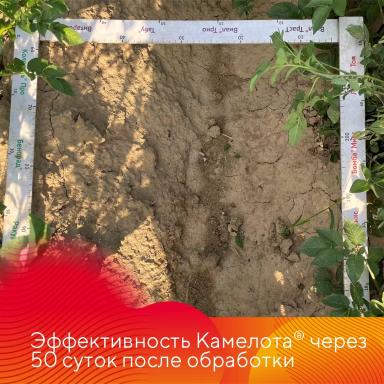 Защита картофеля от сорняков