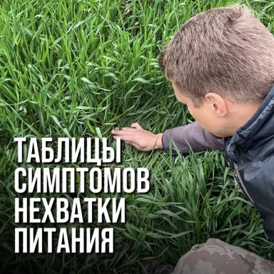 НЕХВАТКА ЭЛЕМЕНТОВ ПИТАНИЯ НА ПШЕНИЦЕ И ПОДСОЛНЕЧНИКЕ: ПОЛНАЯ ТАБЛИЦА СИМПТОМОВ
