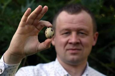 Перепелиное инкубационное племенное яйцо