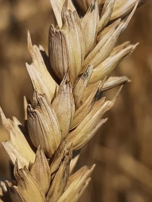 Когда придёт время высокой цены на зерно
