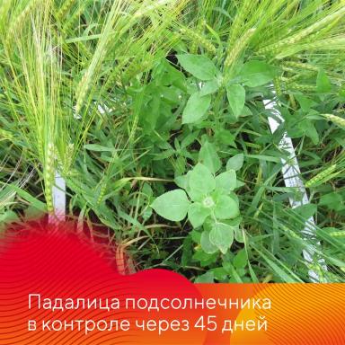 Борьба с падалицей подсолнечника