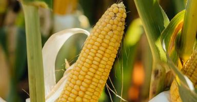 Эмелин гибрид кукурузы Лимагрейн