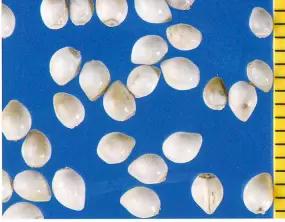 Воробейник полевой