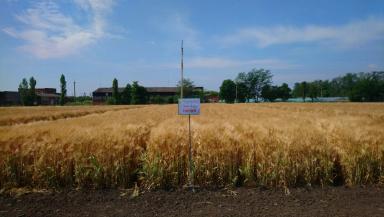 Гордей сорт ячменя озимого