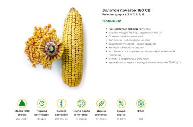 Золотой початок 180 СВ ® - гибрид кукурузы