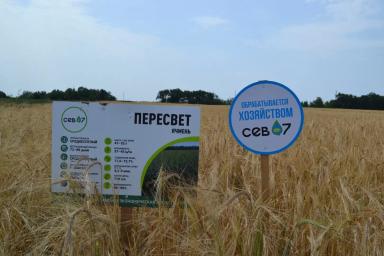 Самарский ячмень созрел первым!