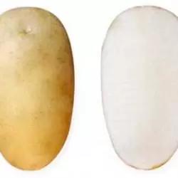 Надежда - сорт картофеля (Solanum tuberosum L.).