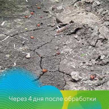 Скутум® против колорадского жука