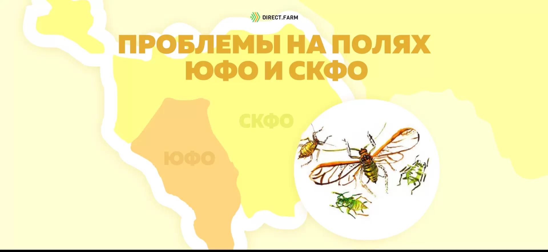 Угроза: Злаковые тли