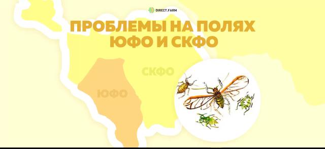 Угроза: Злаковые тли