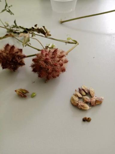 Подскажите что это? Растет на полях пшеницы.