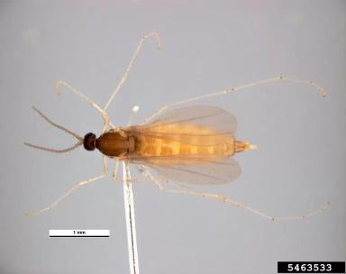 Гессенская муха