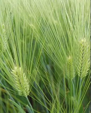 Рубеж  сорт ячменя озимого