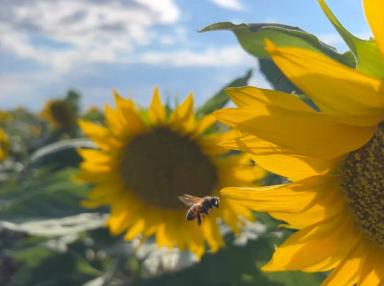 БИНГО — высокопродуктивный гибрид подсолнечника нового поколения