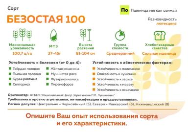 Безостая 100  сорт мягкой озимой пшеницы