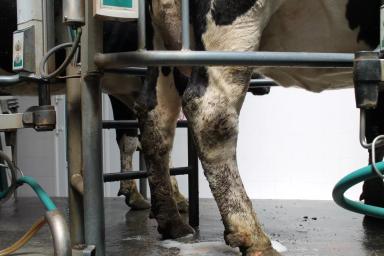 Предплюсневый асептический бурсит, целлюлит КРС