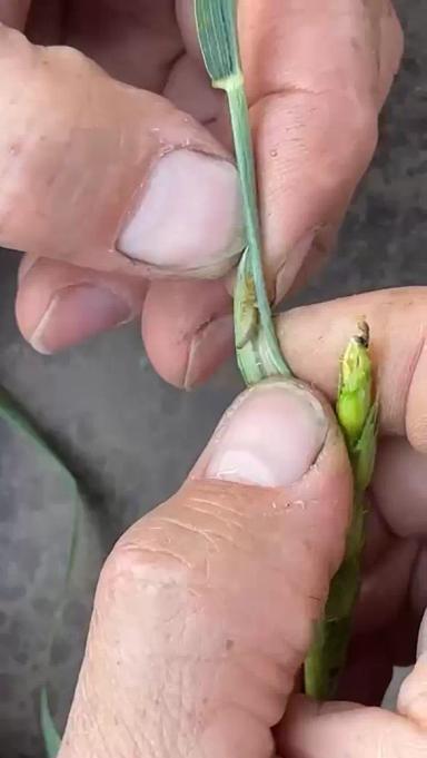 Вопросы из чатов: чем провести обработку?