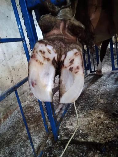 Нормальное стирание подошвы копытца КРС