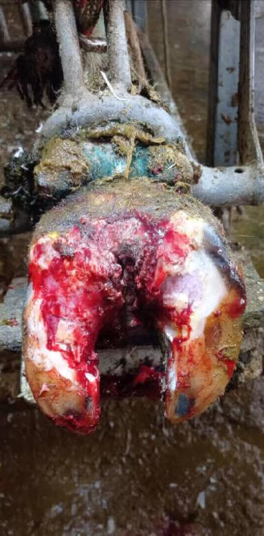 Модификация сформированного копытного рога с применением химических веществ.