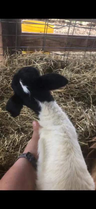 Вопросы из чатов: почему ягненок не может встать?