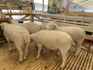 Ташлинская порода овец