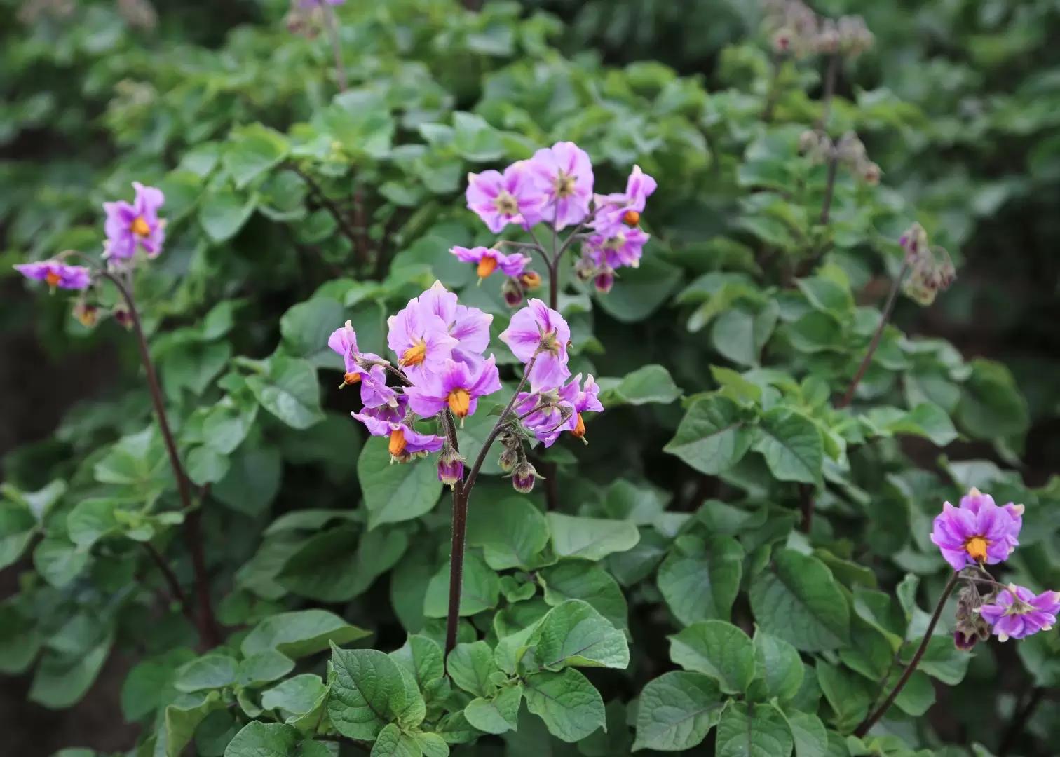 Будь здоров, картофель!