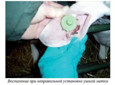 Харвуд – "Ветеринарное руководство по здоровью и благополучию коз". Гл. 15