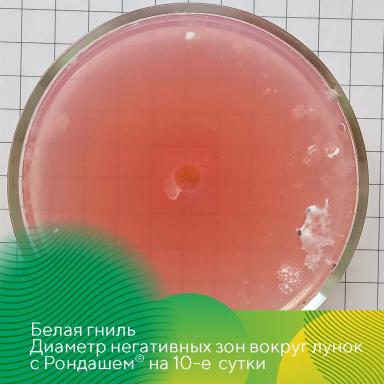 Фунгицидный протравитель Рондаш®: защита сои