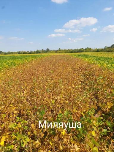 ☀️ Соя сегодня: результаты по СОКО, ТатНИИСХ и Чувашскому НИИСХ
