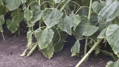 Альтернариоз подсолнечника