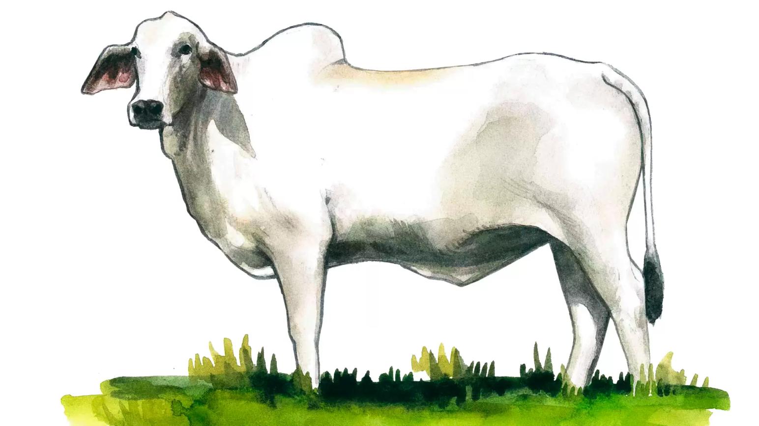 Нелор – порода коров