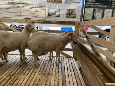 Андийская порода овец