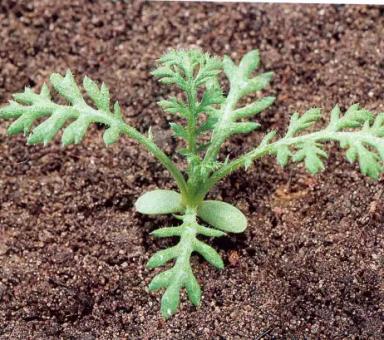 Пупавка полевая