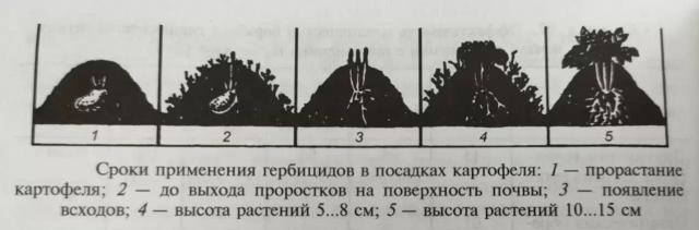 Борьба с сорняками на картофеле