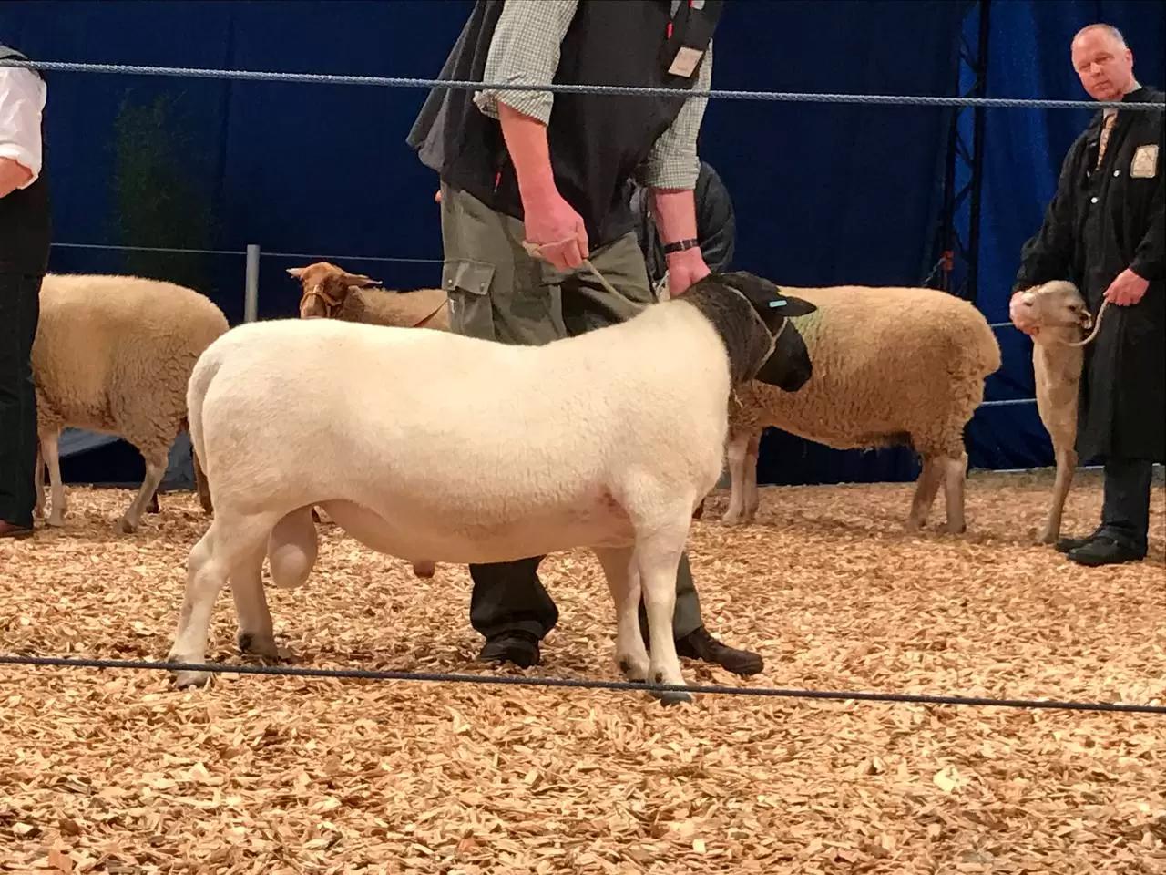 Дорпер - новая звезда овцеводства