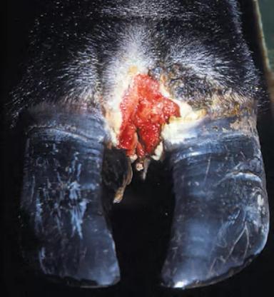 Инфекционный пододерматит КРС 