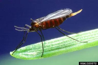 Гессенская муха