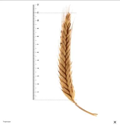 Торнадо сорт тритикале озимой